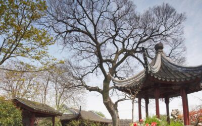 Der Chinesische Garten Stuttgart: Eine Schöne Geschichte von Tradition und Gemeinschaft